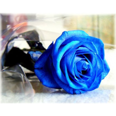 Lucky One - 1 Stem Bouquet