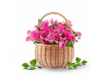 Pink Princess - 36 Stems In Basket