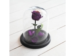 PURPLE ROSE IN GLASS DOME