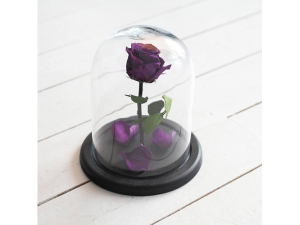PURPLE ROSE IN GLASS DOME