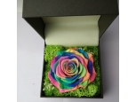 PRESERVED RAINBOW ROSE IN A BOX