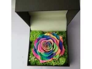 PRESERVED RAINBOW ROSE IN A BOX