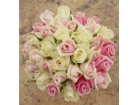 Elegant White and Pink - 36 Stems Bouquet