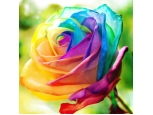 Rainbow Rose 1pc
