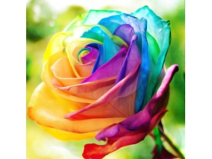 Rainbow Rose 1pc