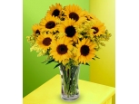 Sunflowers - 12 Stems in Vase