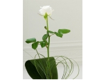 Special Someone - 1 Stem Bouquet