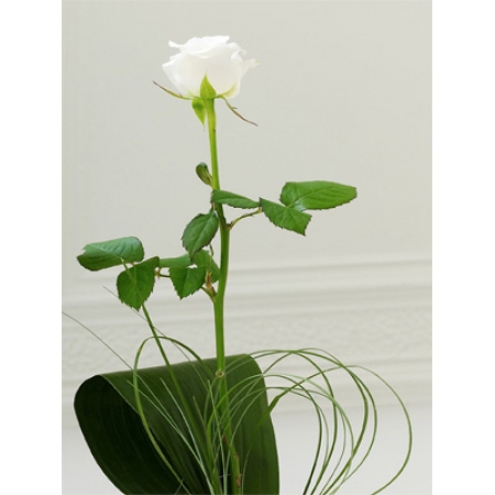 Special Someone - 1 Stem Bouquet