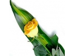 A Try to Care - 1 Stem Bouquet