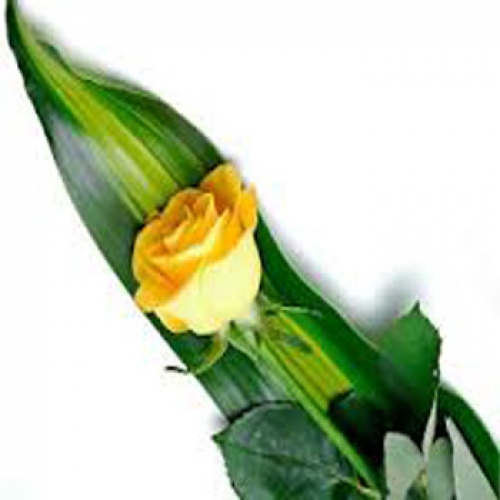 A Try to Care - 1 Stem Bouquet