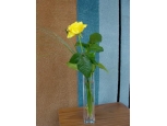 Just Because - 1 Stem Vase