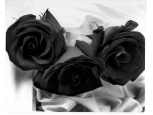 Black Flashing - 3 Stems Bouquet
