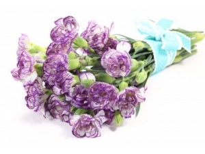Purple Carnations - 10 Stems Bouquet