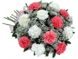 Pink & White Carnations - 20 Stems Bouquet