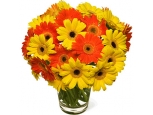 Circus Gerberas - 20 Stems In Vase