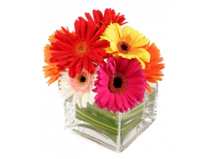 Delightful Daisies - 10 Stems Vase