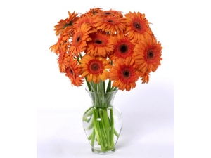 Dozen Orange Gerbera Daisies - 12 Stems Vase
