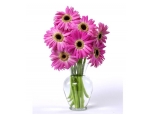 Fuchsia Gerbera Daisies - 7 Stems Vase