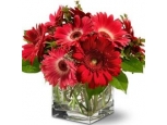 Fever Frenzy - 12 Stems Vase