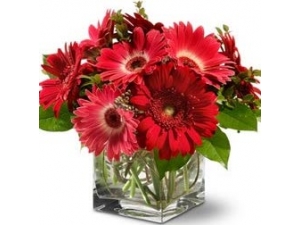 Fever Frenzy - 12 Stems Vase