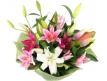Three Colours Lily