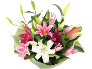Three Colours Lily