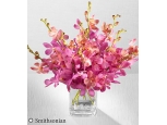 Pink Champagne Orchid - 10 Stems