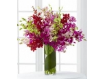 Luminous Luxury Orchid - 30 Stems