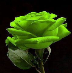Green Rose