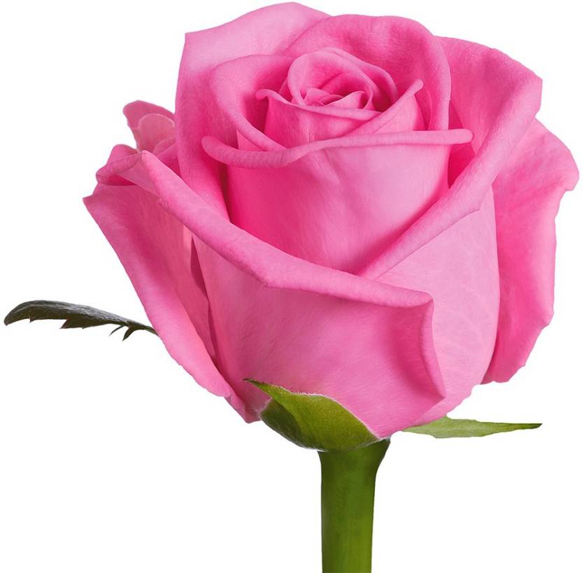 Pink Roses