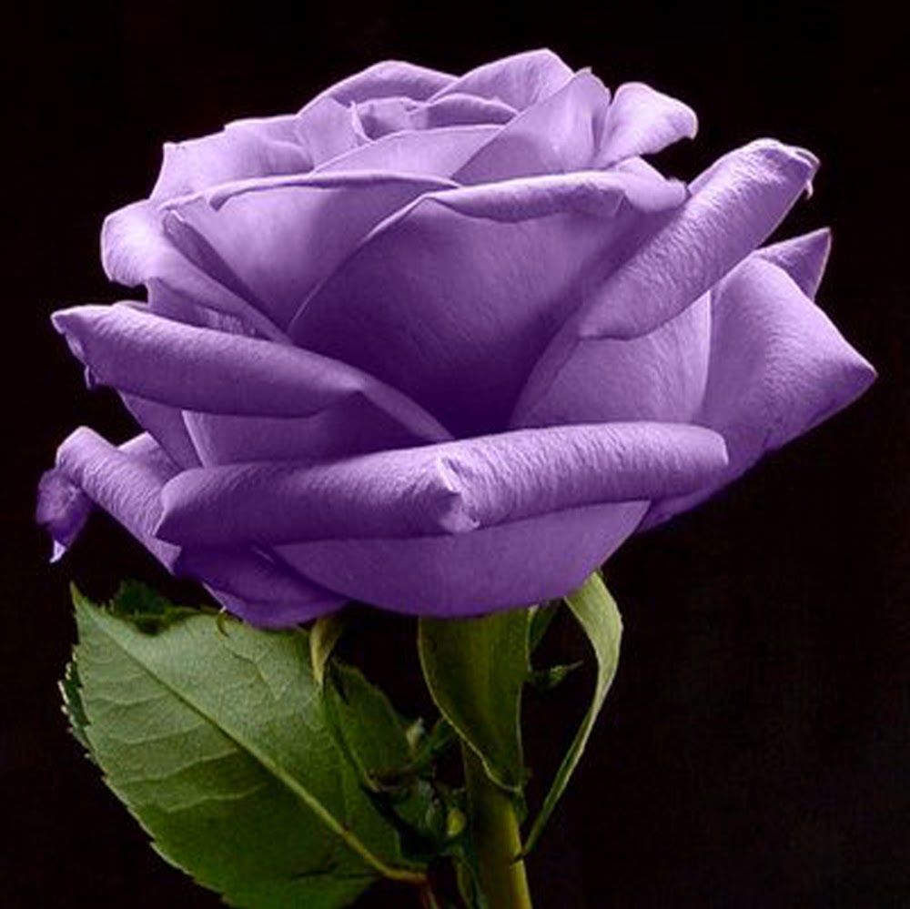Purple rose