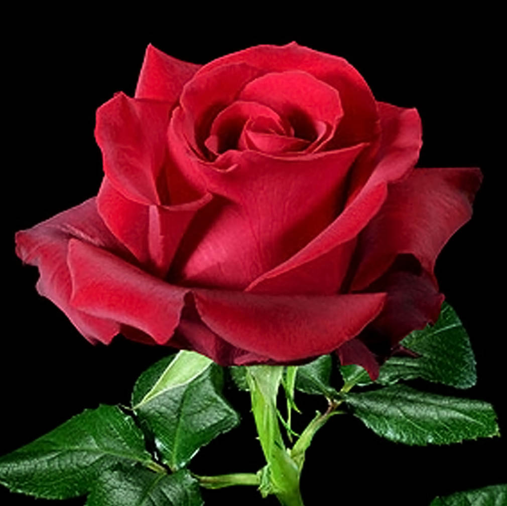 Red Roses
