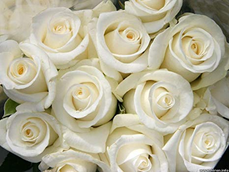White Roses