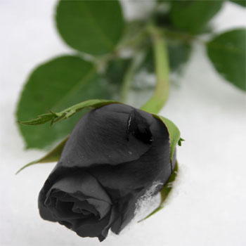 Black Roses