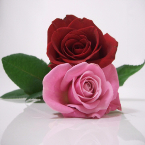 Pink and Red