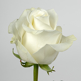 White Roses