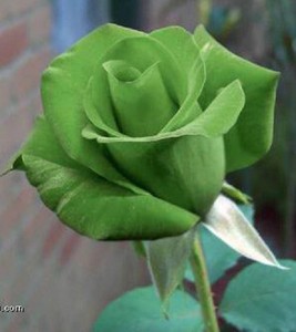 Green Roses