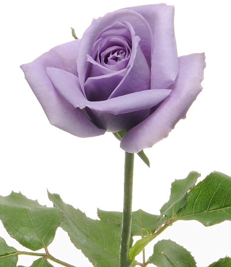 Purple Roses