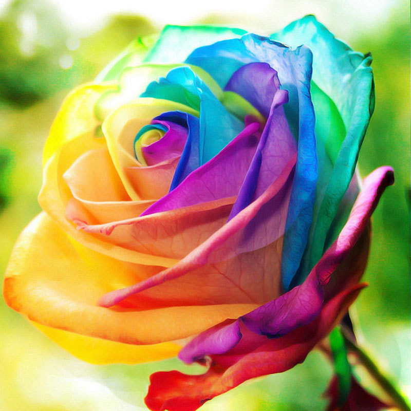 Rainbow Roses