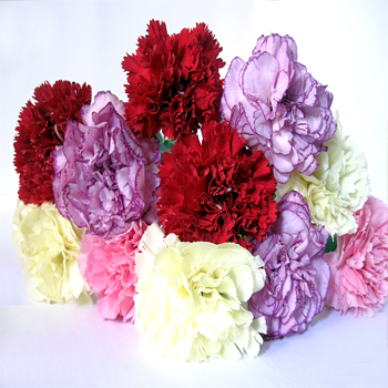 Carnations