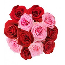 Pink and Red Roses
