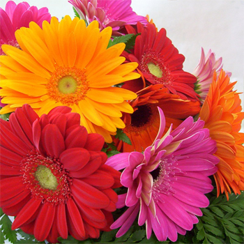 Daisies / Gerberas